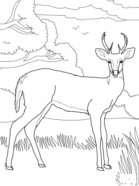 Whitetail Deer coloring page image