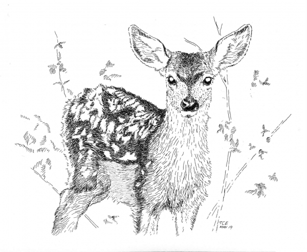 Whitetail Fawn coloring page image