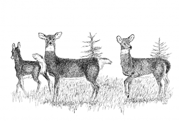 Whitetails on Alert coloring page image