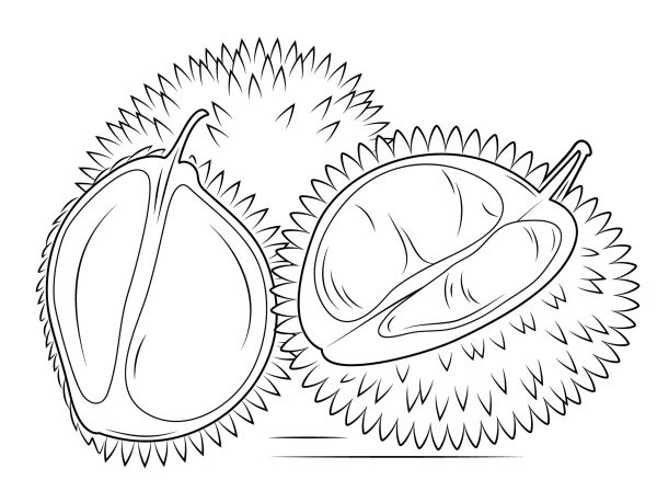 Whole and Sliced Durian coloring page image
