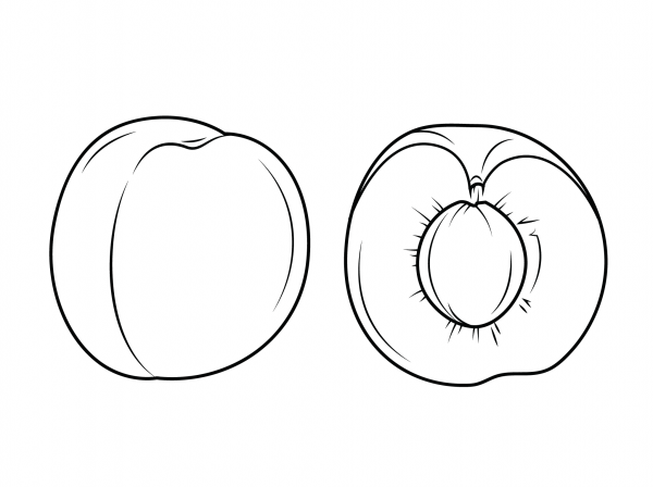 Whole Apricot and Apricot Sliced in Half coloring page image
