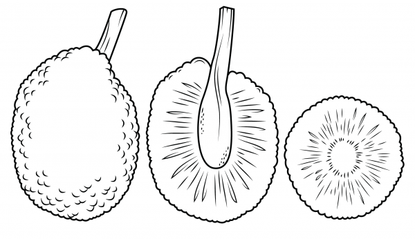 Whole Breadfruit and Cross Section coloring page image