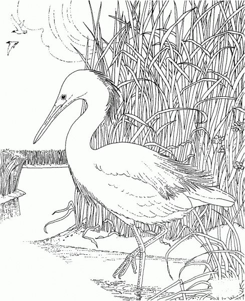 Whooping crane bird coloring page image