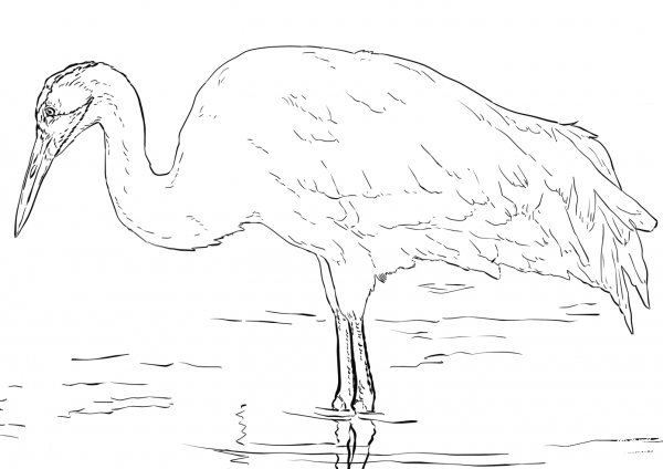 Whooping Crane coloring page image