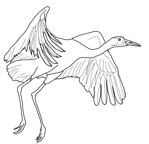 Whooping Crane Fly coloring page image