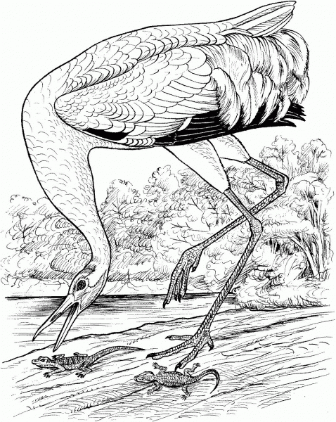 Whooping Crane Trying to Catch Lizzard coloring page image