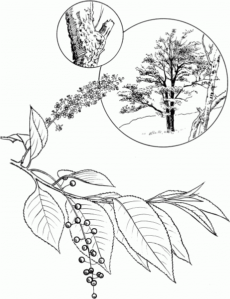 Wild Black Cherry or Rum Cherry coloring page image