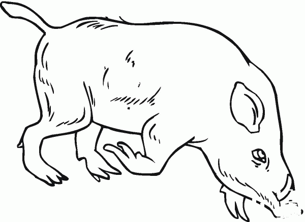 Wild Boar coloring page image