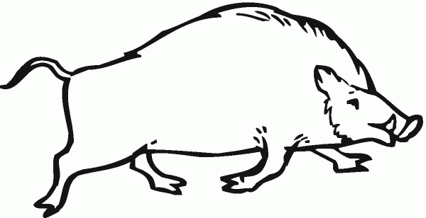Wild Boar coloring page image