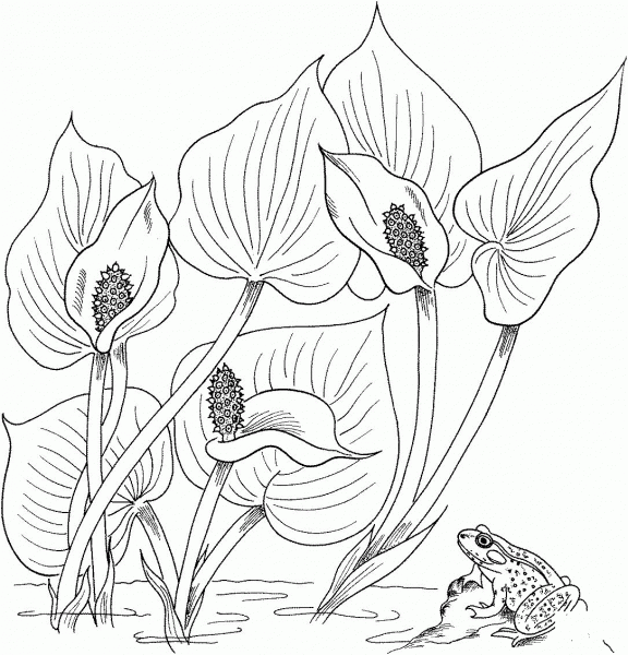 Wild Calla or Water Arum coloring page image
