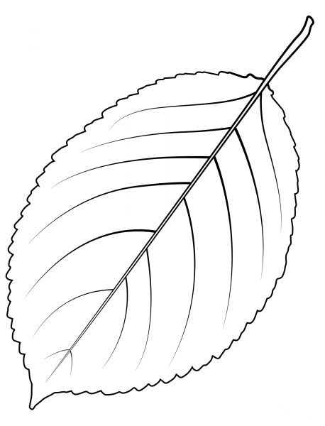 Wild Cherry Tree Leaf coloring page image