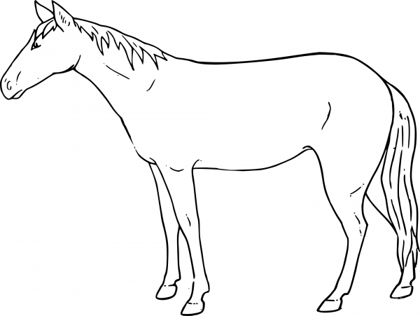 Wild Horse coloring page image