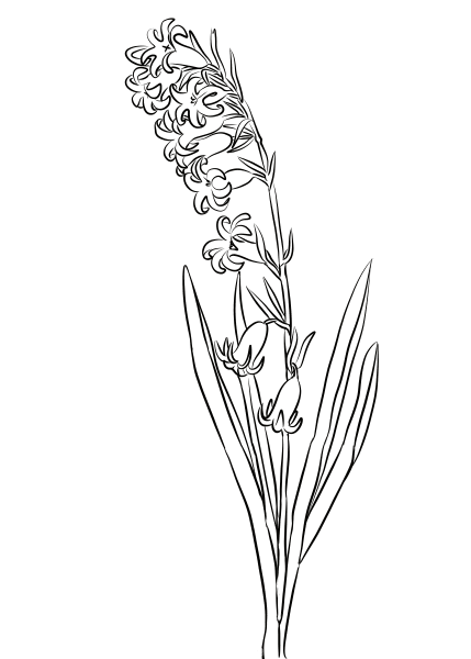 Wild Hyacinth coloring page image