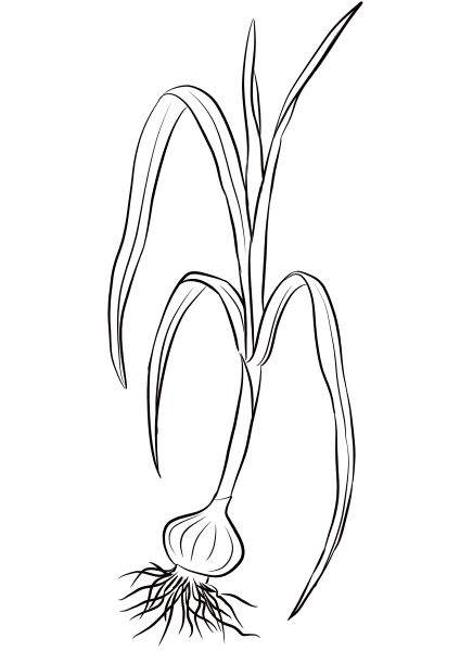 Wild Onion (Sand Leek) coloring page image