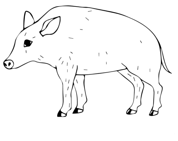 Wild Pig coloring page image