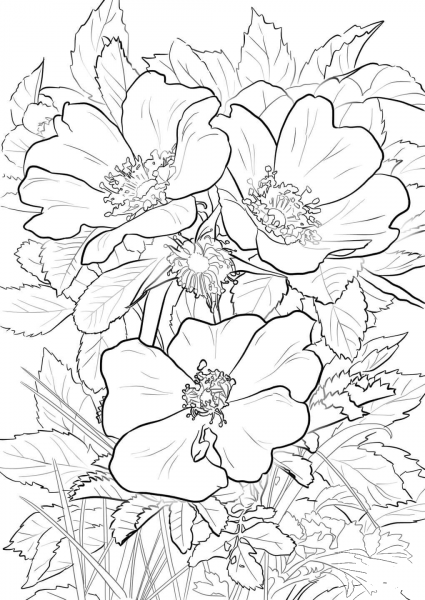 Wild Prairie Rose coloring page image