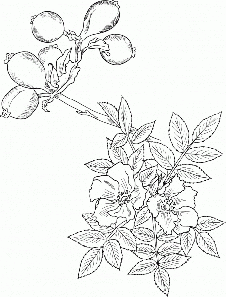 Wild Rose coloring page image