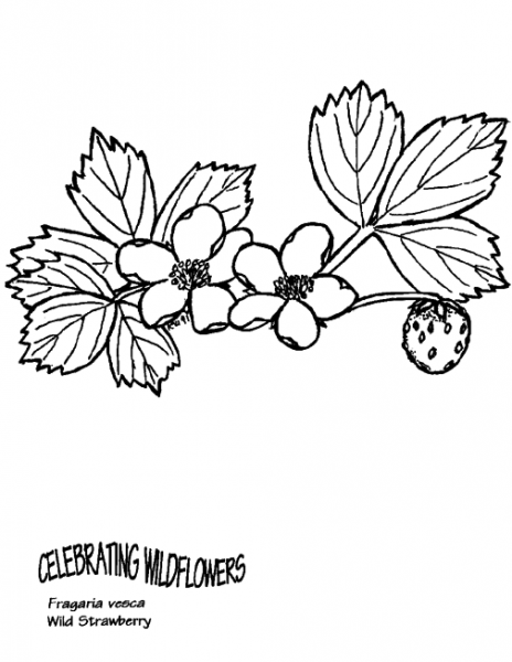 Wild Strawberry coloring page image