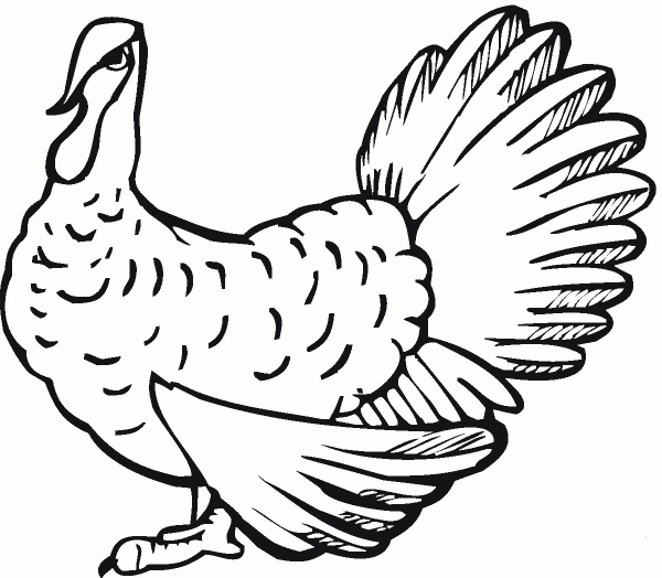 Wild Turkey coloring page image