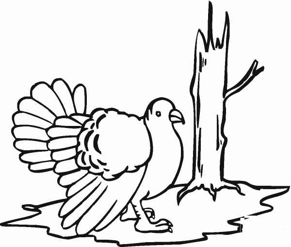 Wild Turkey coloring page image