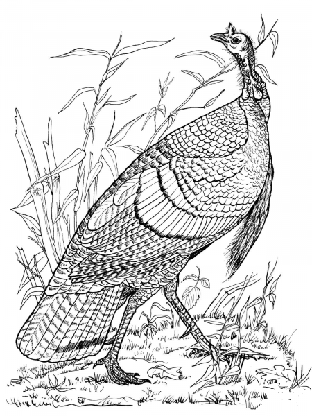 Wild Turkey Hen coloring page image
