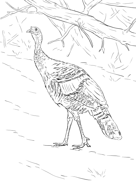 Wild Turkey Walks in The Forest coloring page image