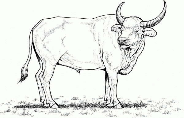 Wild Water Buffalo coloring page image