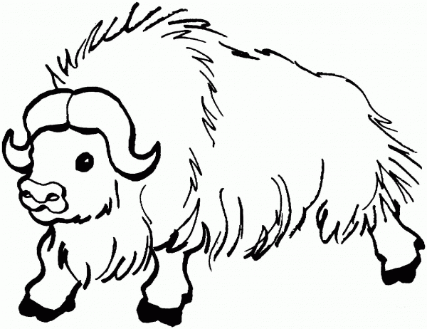 Wild yak coloring page image