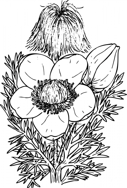 Wildflower coloring page image