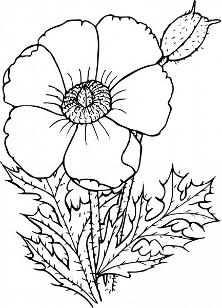 Wildflower coloring page image
