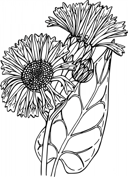 Wildflower coloring page image