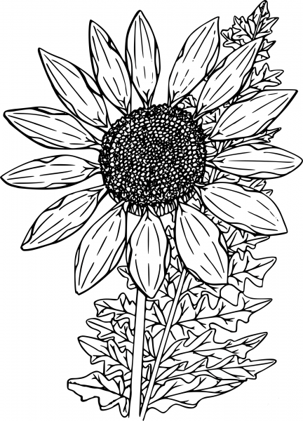 Wildflower coloring page image