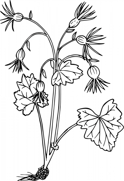 Wildflower coloring page image