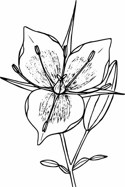 Wildflower coloring page image