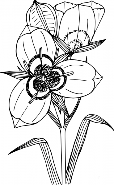 Wildflower coloring page image