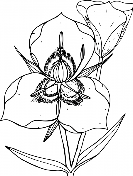 Wildflower coloring page image
