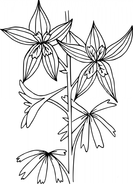 Wildflower coloring page image