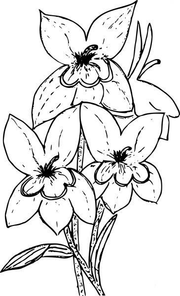 Wildflower coloring page image