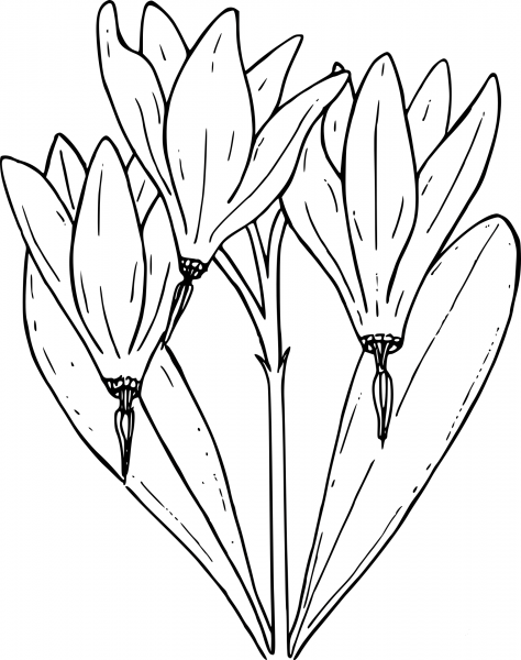 Wildflower coloring page image