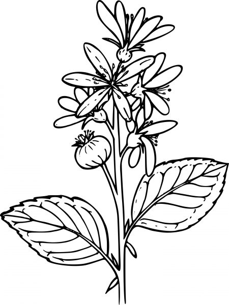 Wildflower coloring page image