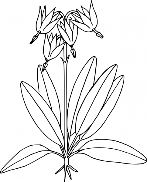 Wildflower coloring page image
