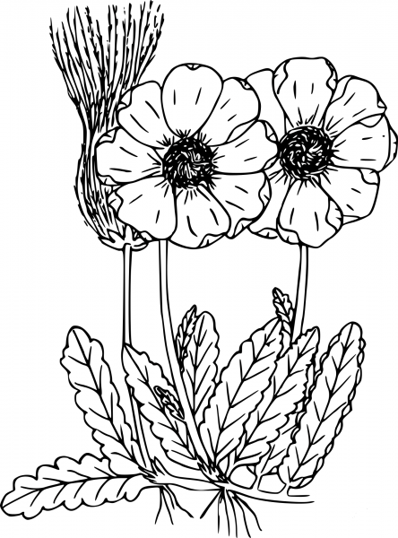 Wildflower coloring page image