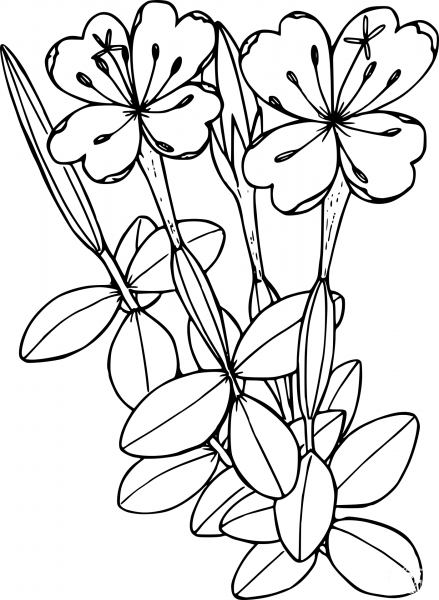 Wildflower coloring page image