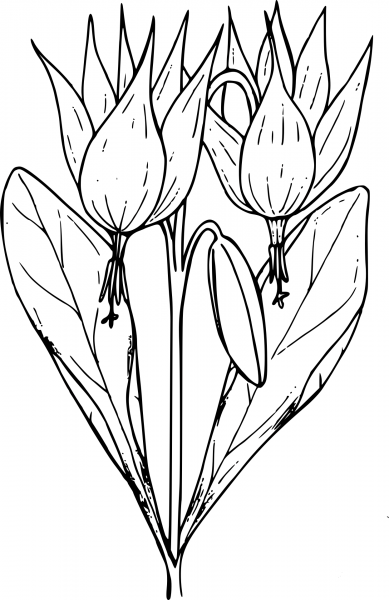 Wildflower coloring page image