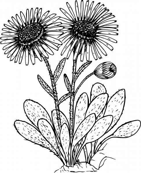 Wildflower coloring page image