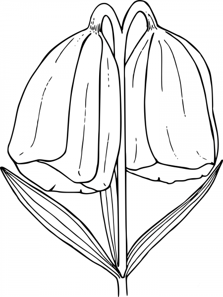Wildflower coloring page image