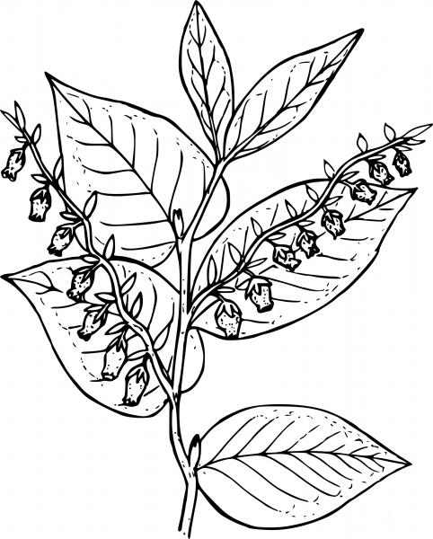 Wildflower coloring page image