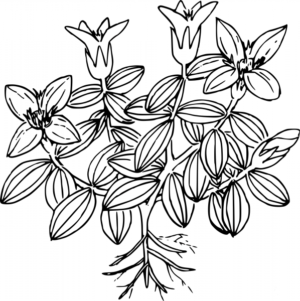 Wildflower coloring page image