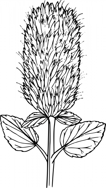 Wildflower coloring page image