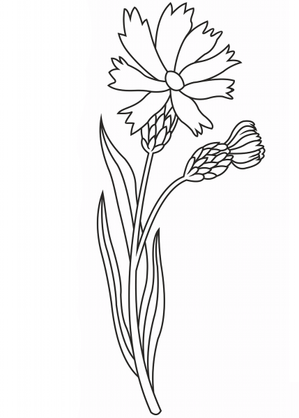 Wildflower coloring page image